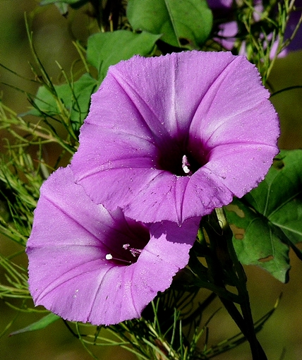 {Ipomoea cordatotriloba}